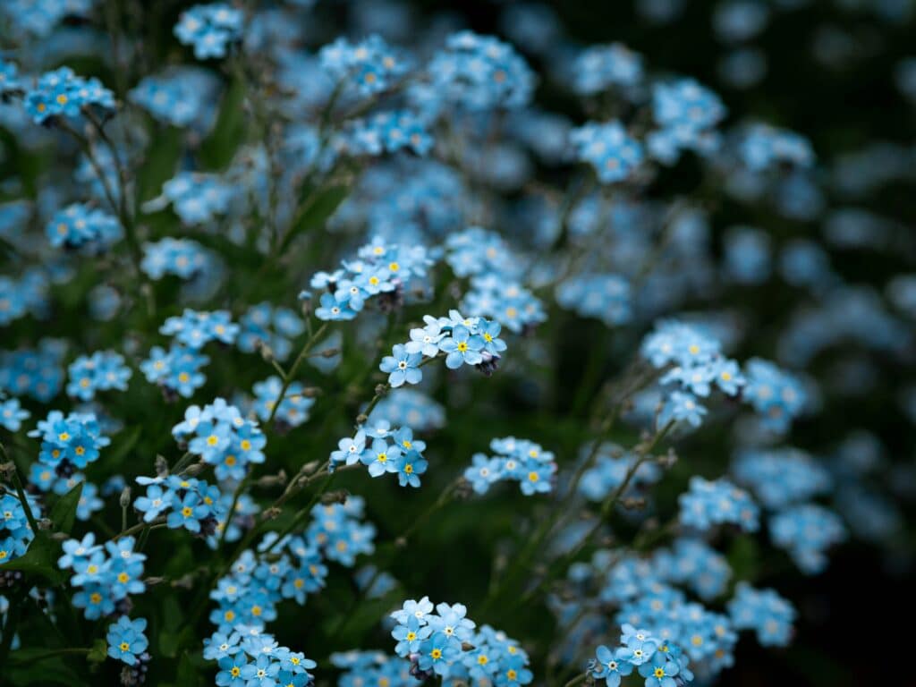 Planting a Memorial Garden How Nature Helps Us Grieve and Remember