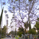 Galería de Fotos 40
